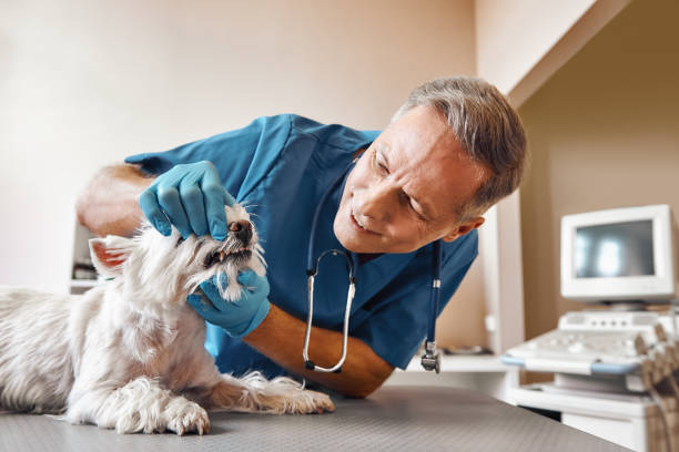 Best Emergency Care for Gum Disease in Pittsfield, IL